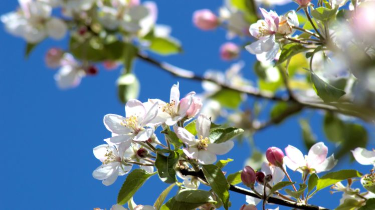 Spring Apple Photoshht